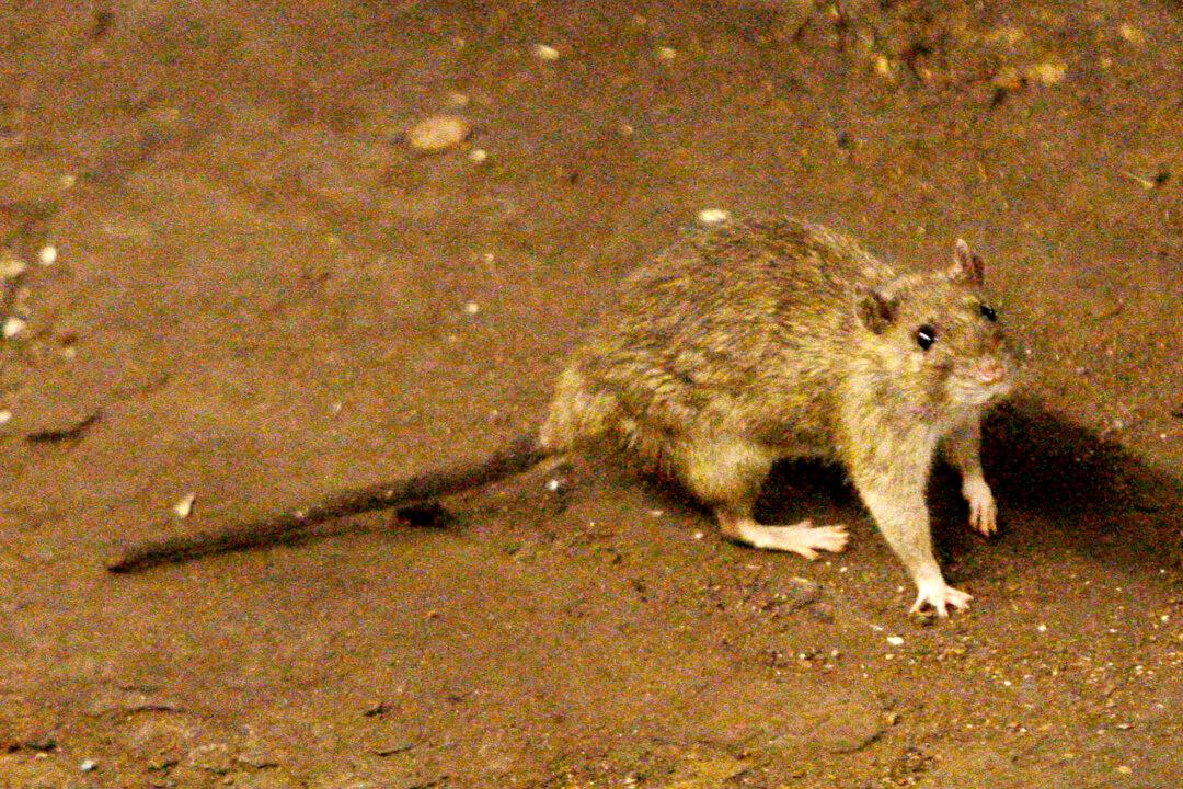 Instagram Video of Rat Climbing Up Sleeping NYC Subway Rider Sparks Many Reactions