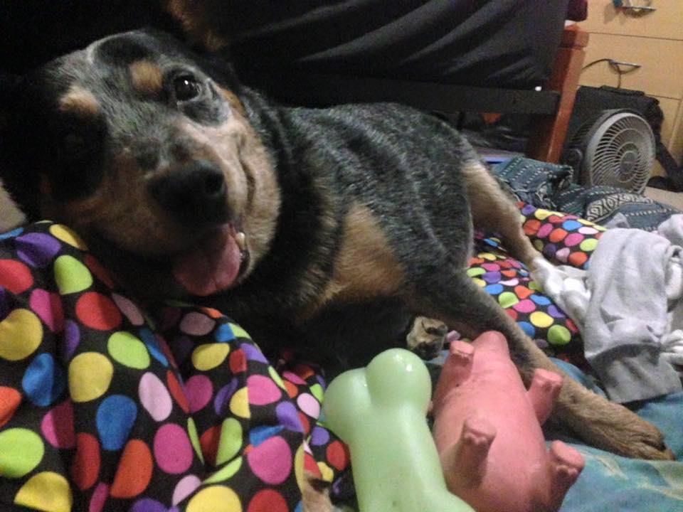 Dog Owner Fulfills Final Item on Bucket List After Buddy Dies