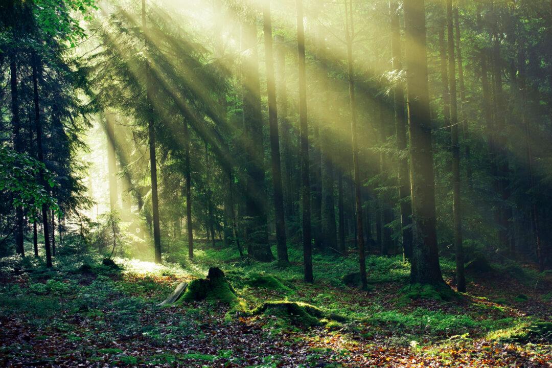 Europe’s Oldest Forest Is Threatened by a Beetle Infestation