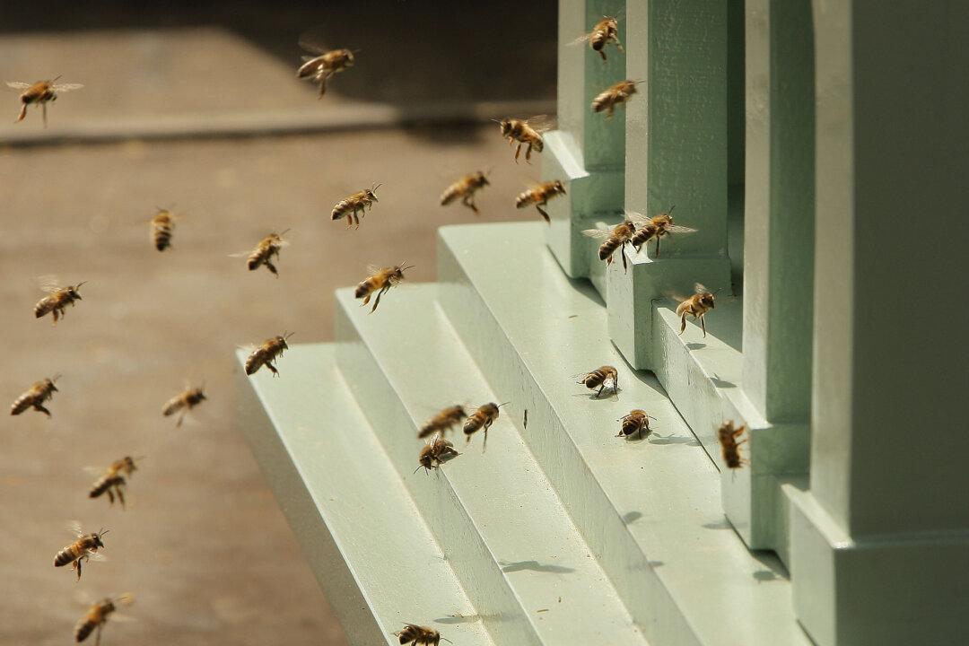 Thousands of Bees Attack People at Arizona Mosque