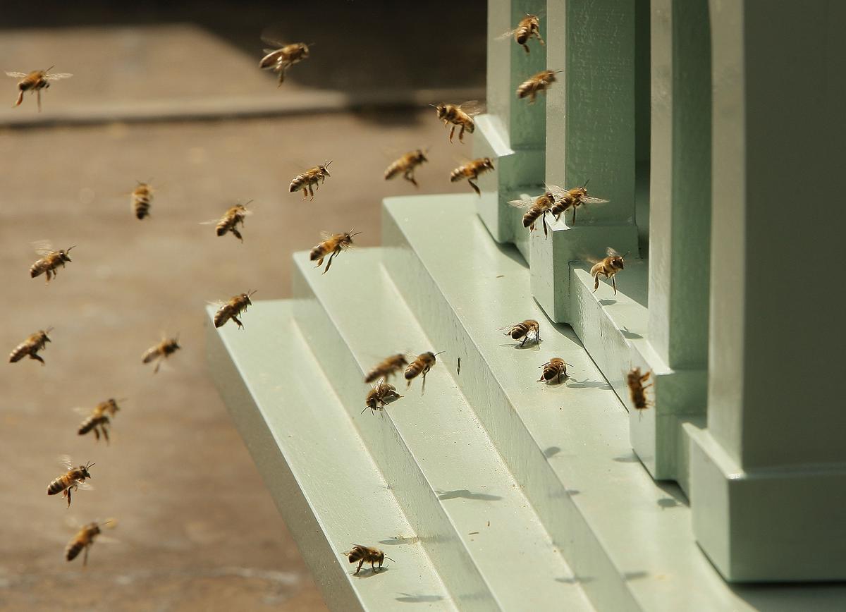 Thousands of Bees Attack People at Arizona Mosque