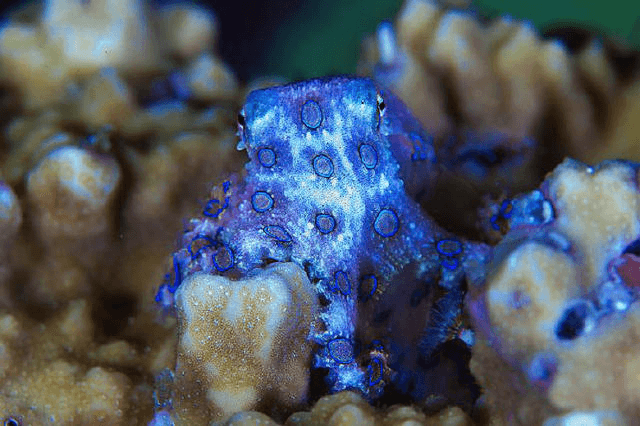 A Tiny Octopus That Can Kill You in Minutes Is now a Popular Fish Tank Item in China