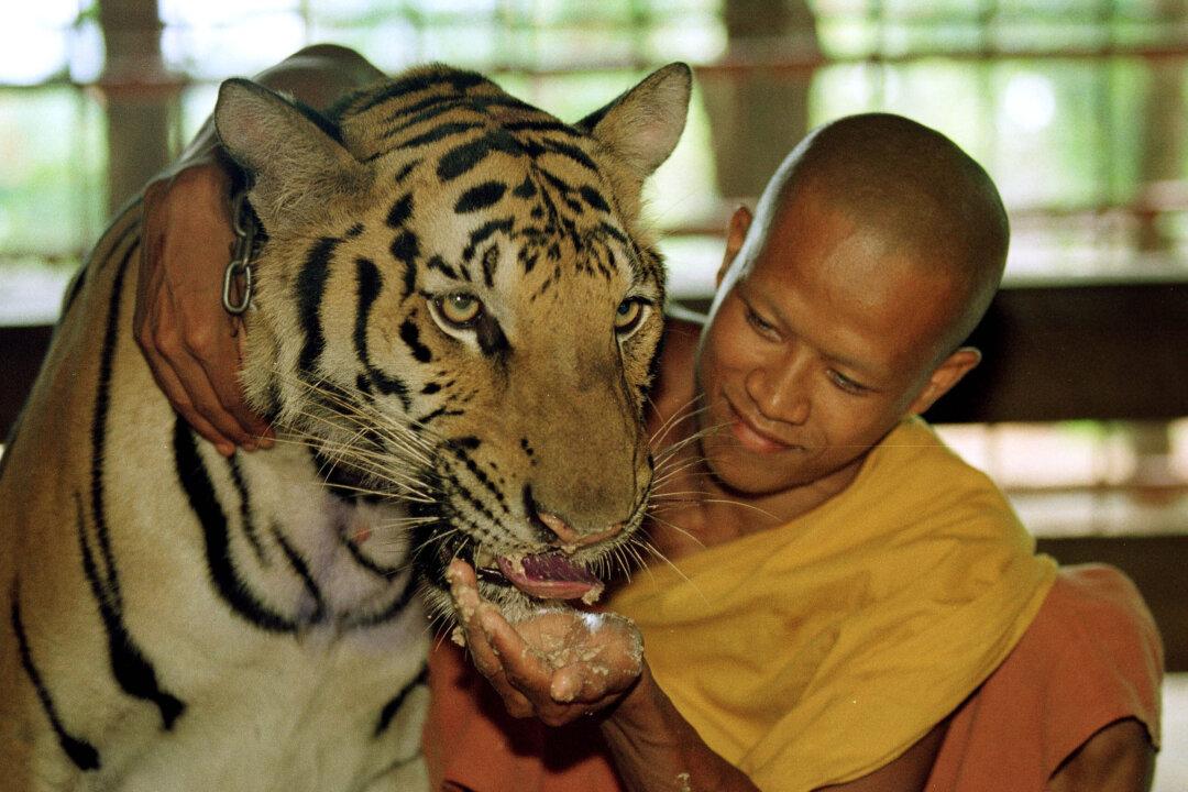 Tigers ‘Functionally Extinct’ in Cambodia
