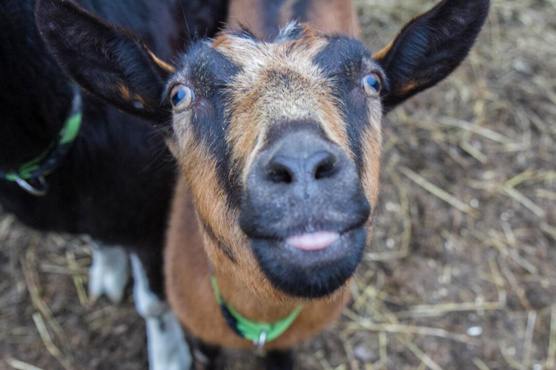 Photo Gallery: Animal Manor Sanctuary in Deerpark