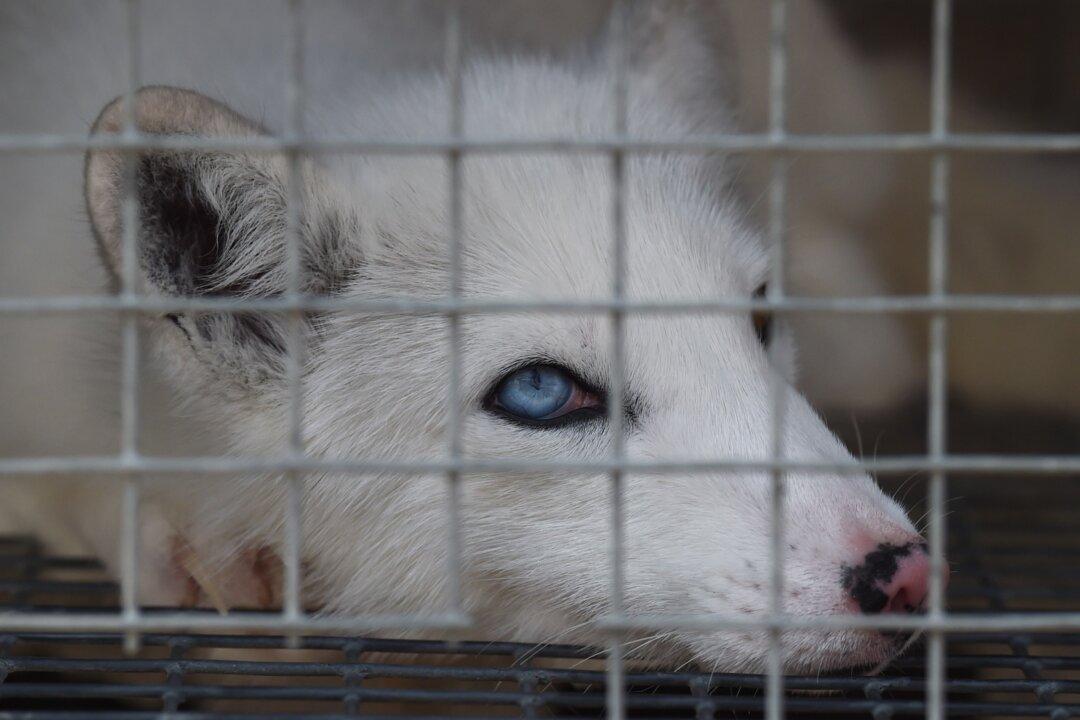 Foxes and Carp Feature in Folk Ritual Threatening China’s Ecosystem
