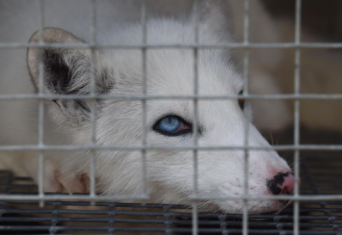 Foxes and Carp Feature in Folk Ritual Threatening China’s Ecosystem