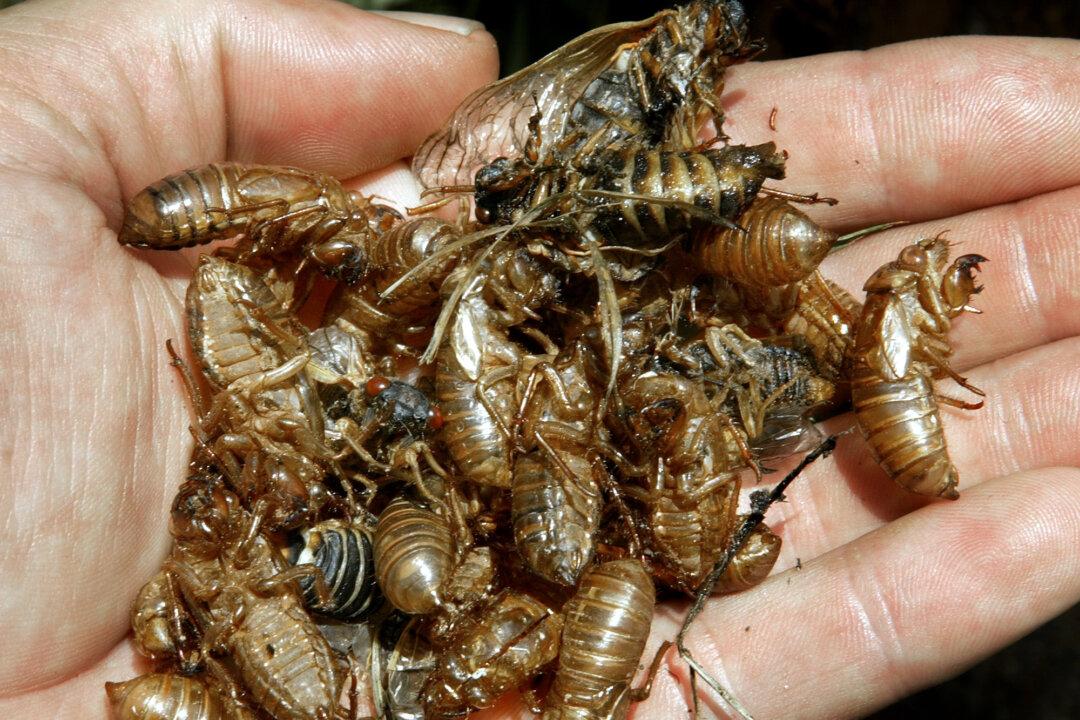 Billions of Cicadas Expected to Emerge Soon in Northeastern United States