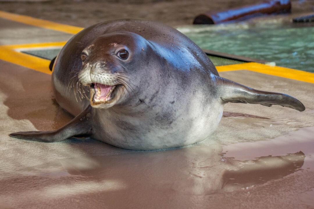 Endangered Seals Start Journey Home After Rehab