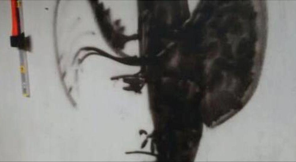 Can You Make Out What This Picture Actually Is?