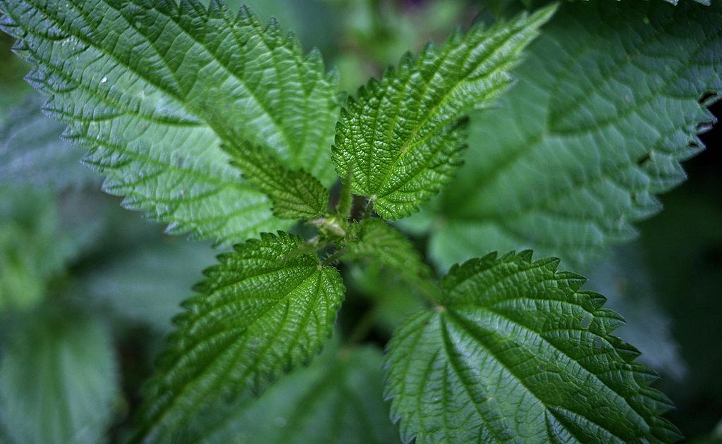 Healing Allergy With Stinging Nettle