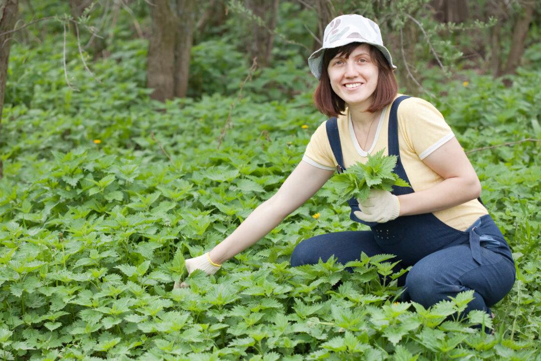 Stinging Nettle for Energy, Detoxification, and More