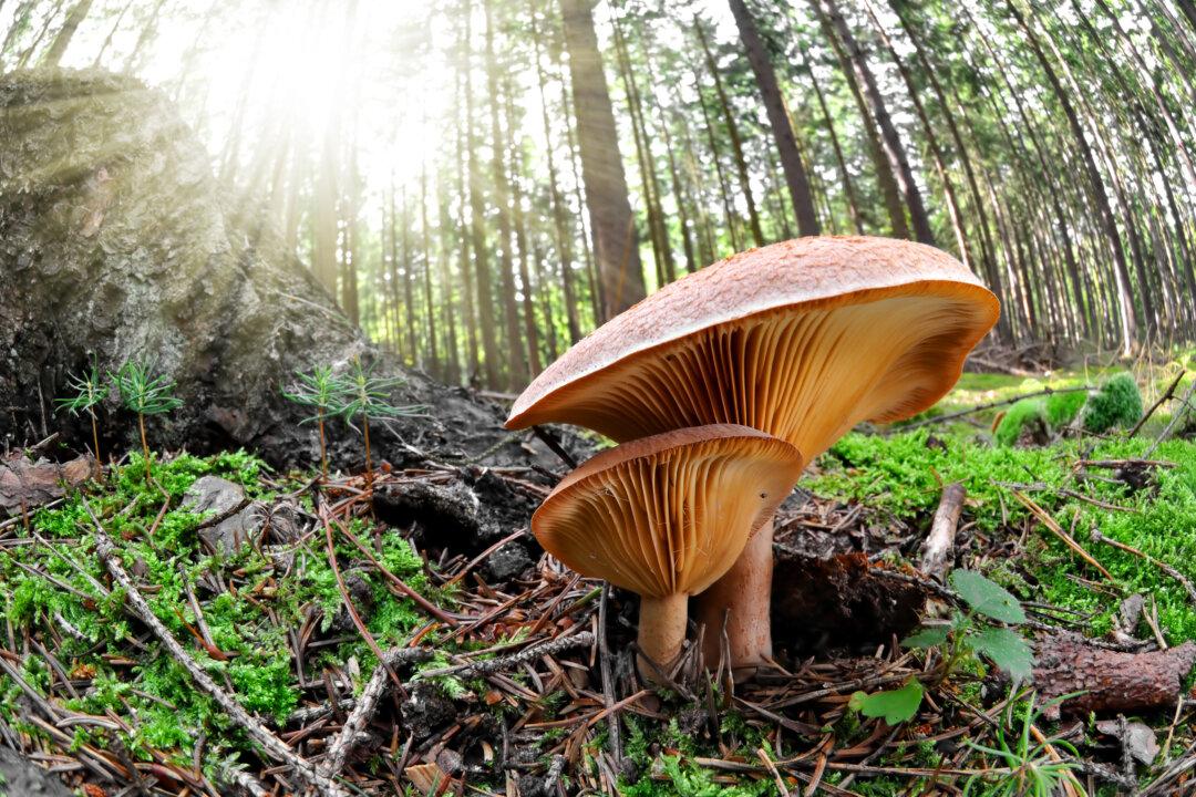 Healing the Earth With Mushrooms