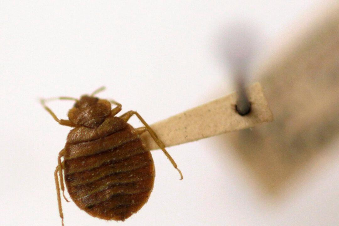 Bed Bugs Are Repelled by Certain Colors, Attracted by Others