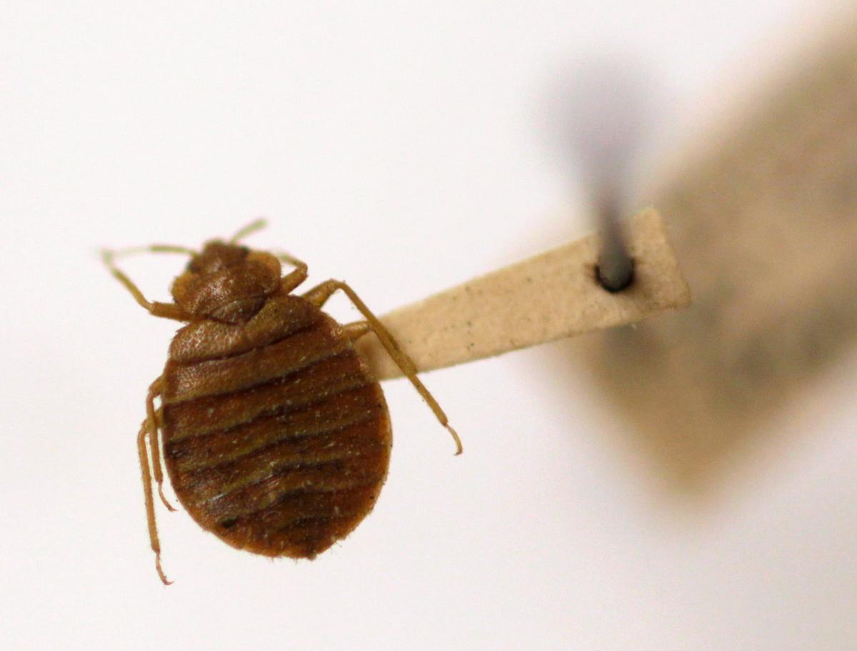 Bed Bugs Are Repelled by Certain Colors, Attracted by Others