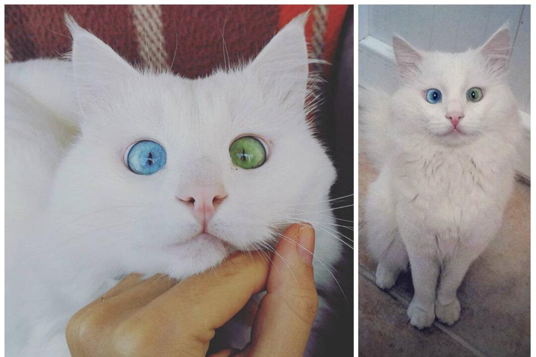 Instagram Cat With One Eye Blue, One Eye Green Brings Rare Breed to Mainstream