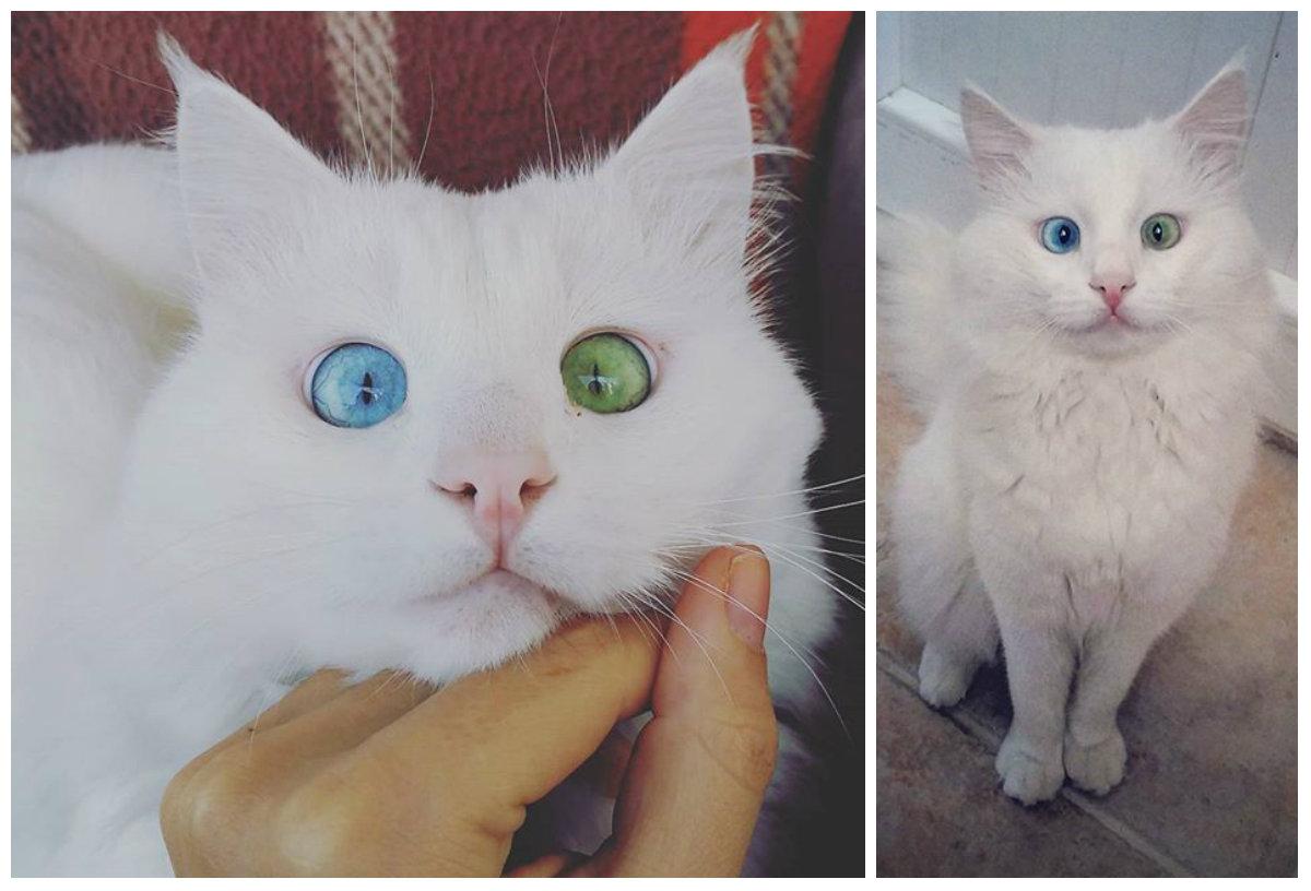 Instagram Cat With One Eye Blue, One Eye Green Brings Rare Breed to Mainstream