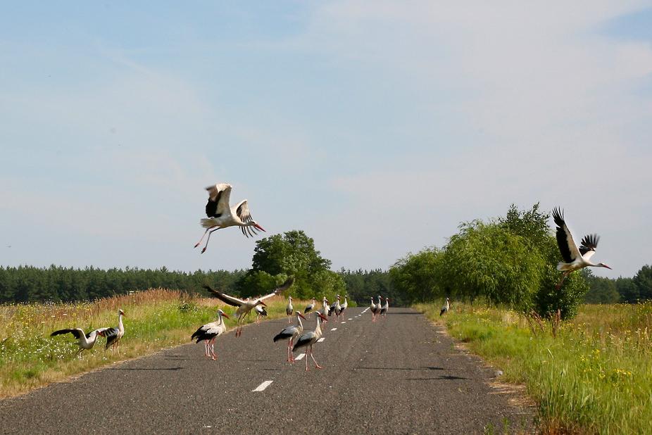 Chernobyl and Fukushima: Measuring Radioactivity, Harm to Wildlife