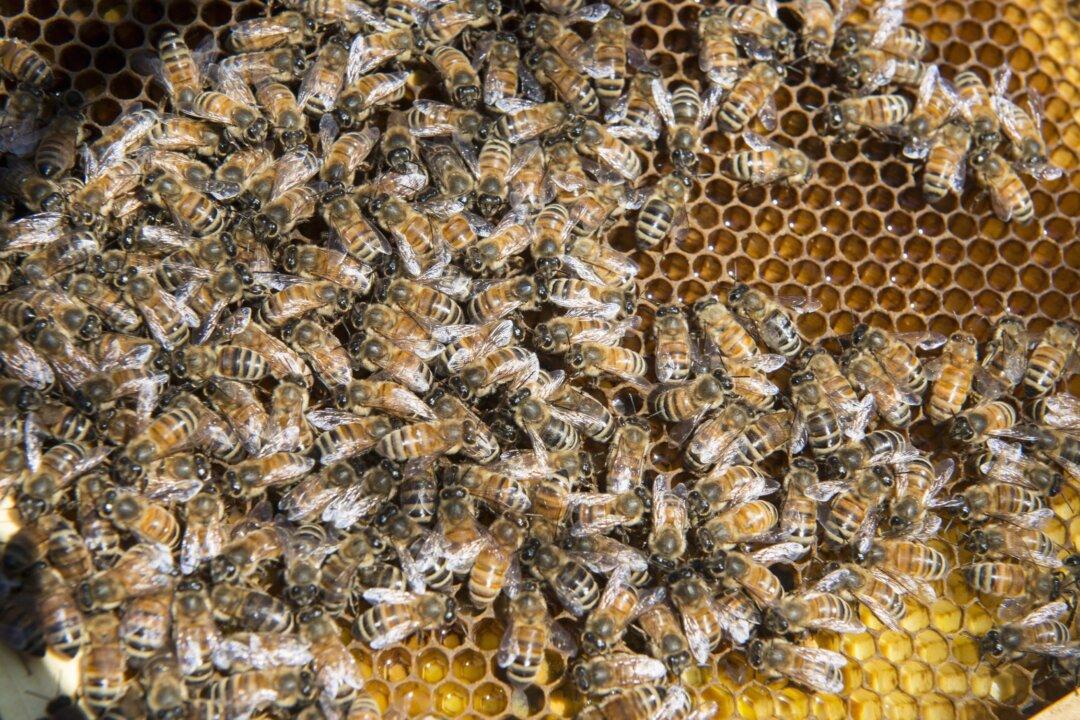 Texas Community on the Lookout for Arson Suspect After Half a Million Bees Killed