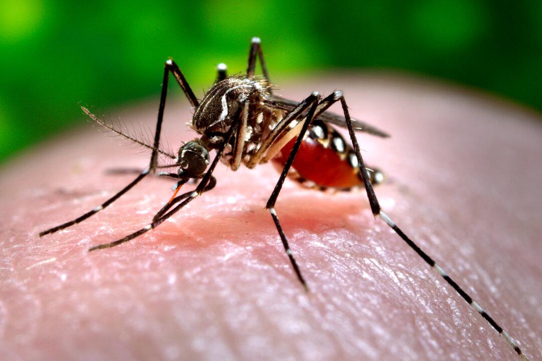 Zika Virus Detected in ‘More Aggressive’ Mosquito Species
