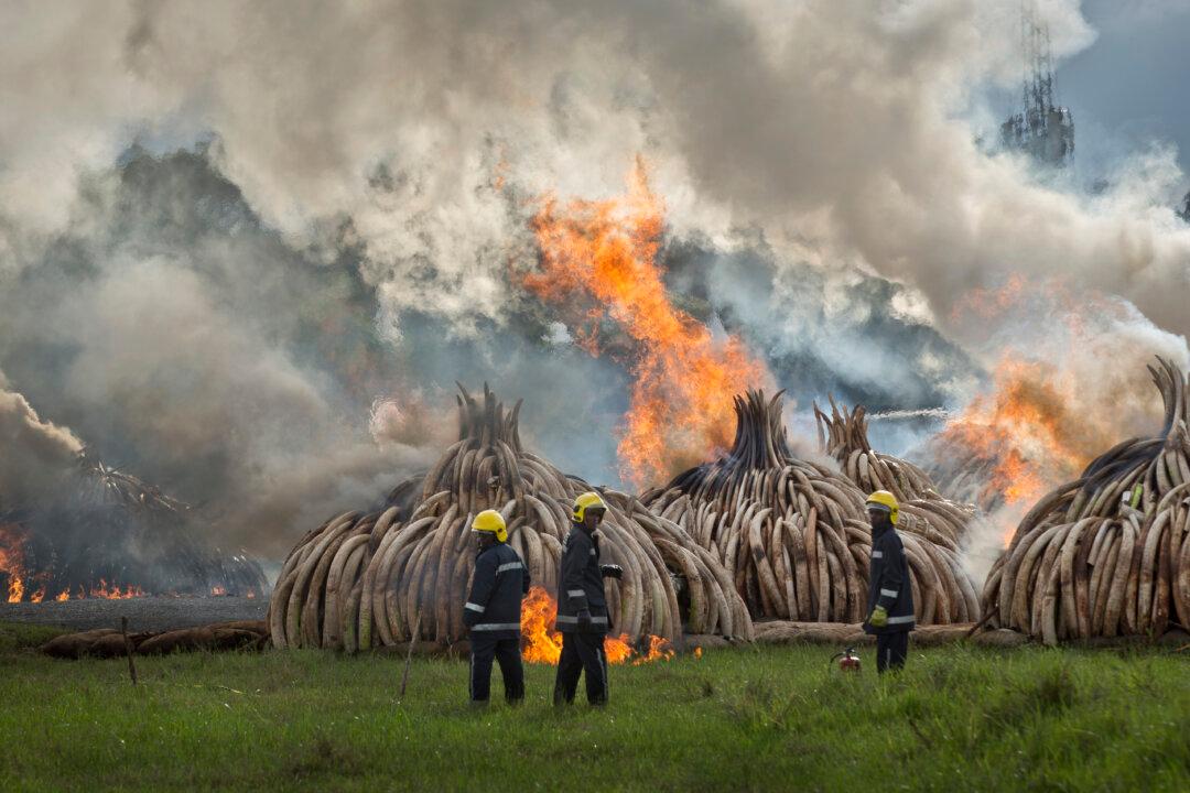 Kenya Burns 105 Tons of Ivory Tusks