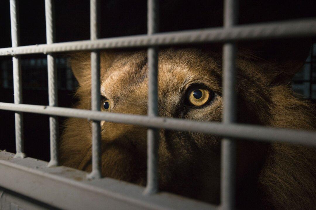 Two Rescued Circus Lions Have Died in South Africa, Group Says