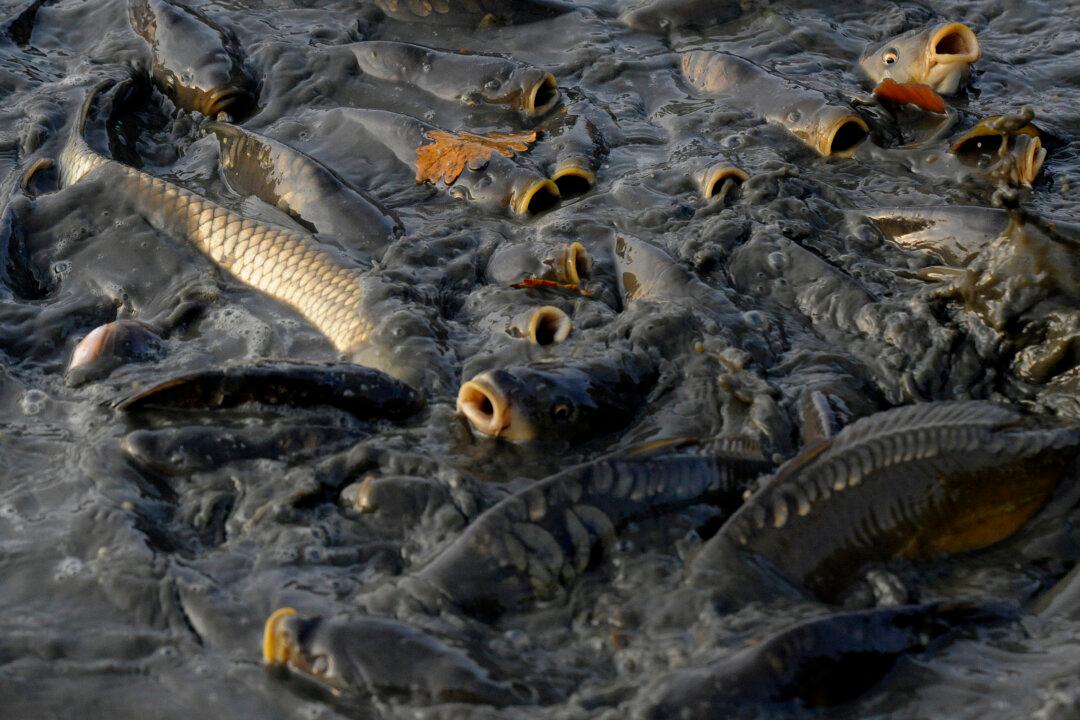 Australia to Spend $15 Million to Eradicate Carp With the Herpes Virus