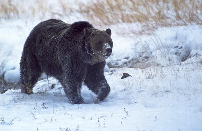 Famous Yellowstone Grizzly Bear ‘Scarface’ Found Shot, Killed; Sparks Investigation
