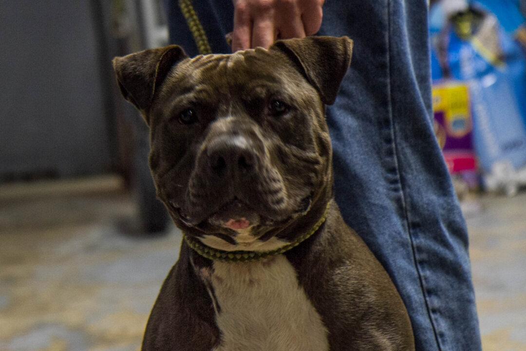 Pack of Seven Dogs Attack Five People In Georgia