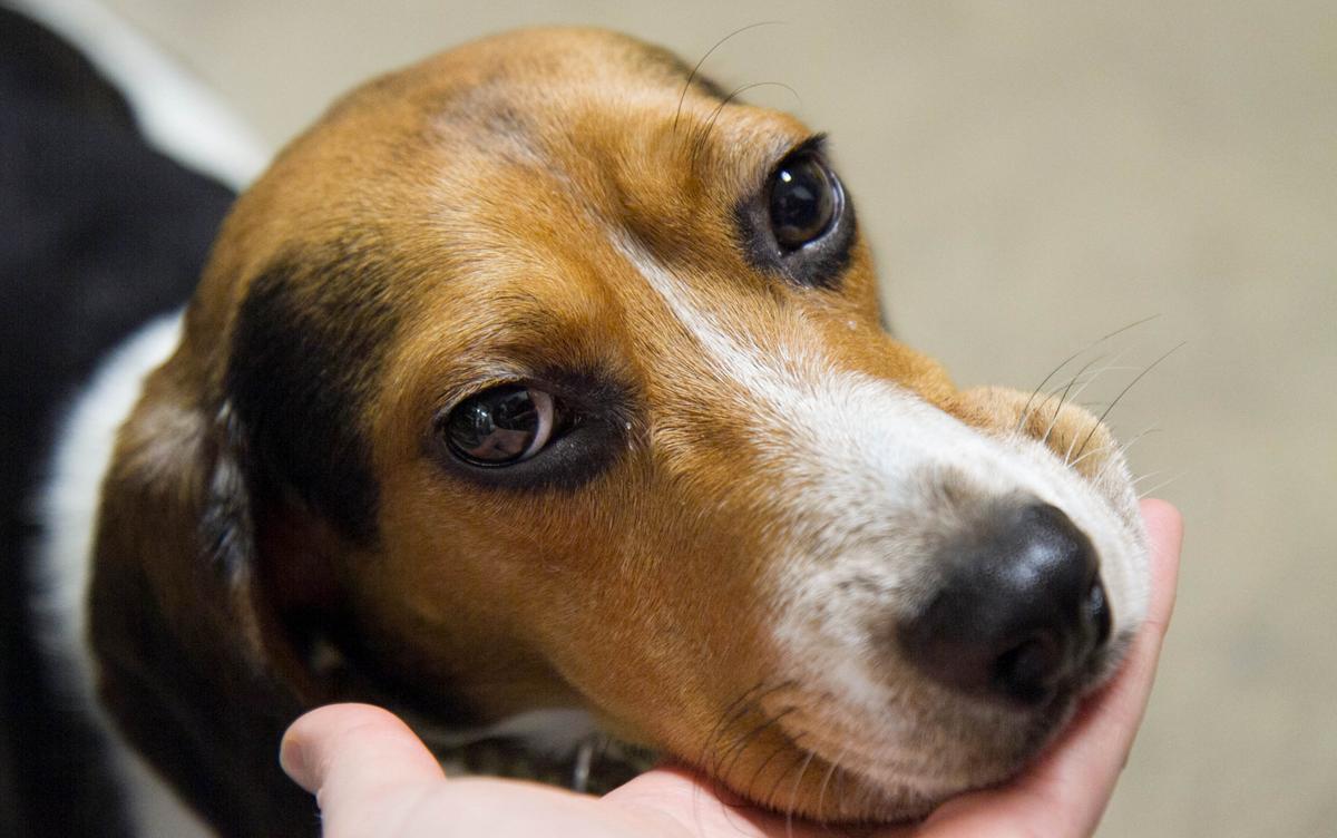 Beagle Breeder to Pay $35 Million for Animal Welfare, Clean Water Act Violations