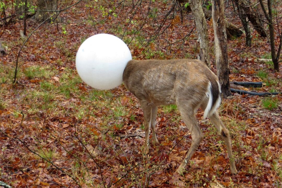 Deer’s Head Stuck in a Light Globe for Nearly Two Days