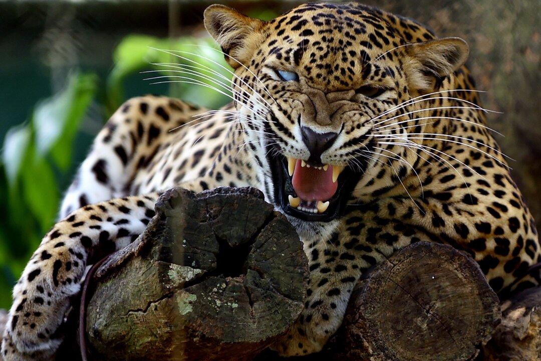 Leopard Snatches 6-Year-Old Boy at South African Game Reserve