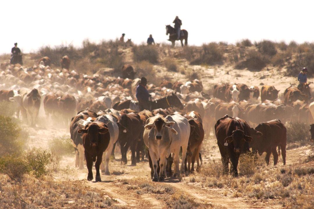 Australia-UK Trade Deal Sees Nearly All Tariffs Removed for Aussie Exports