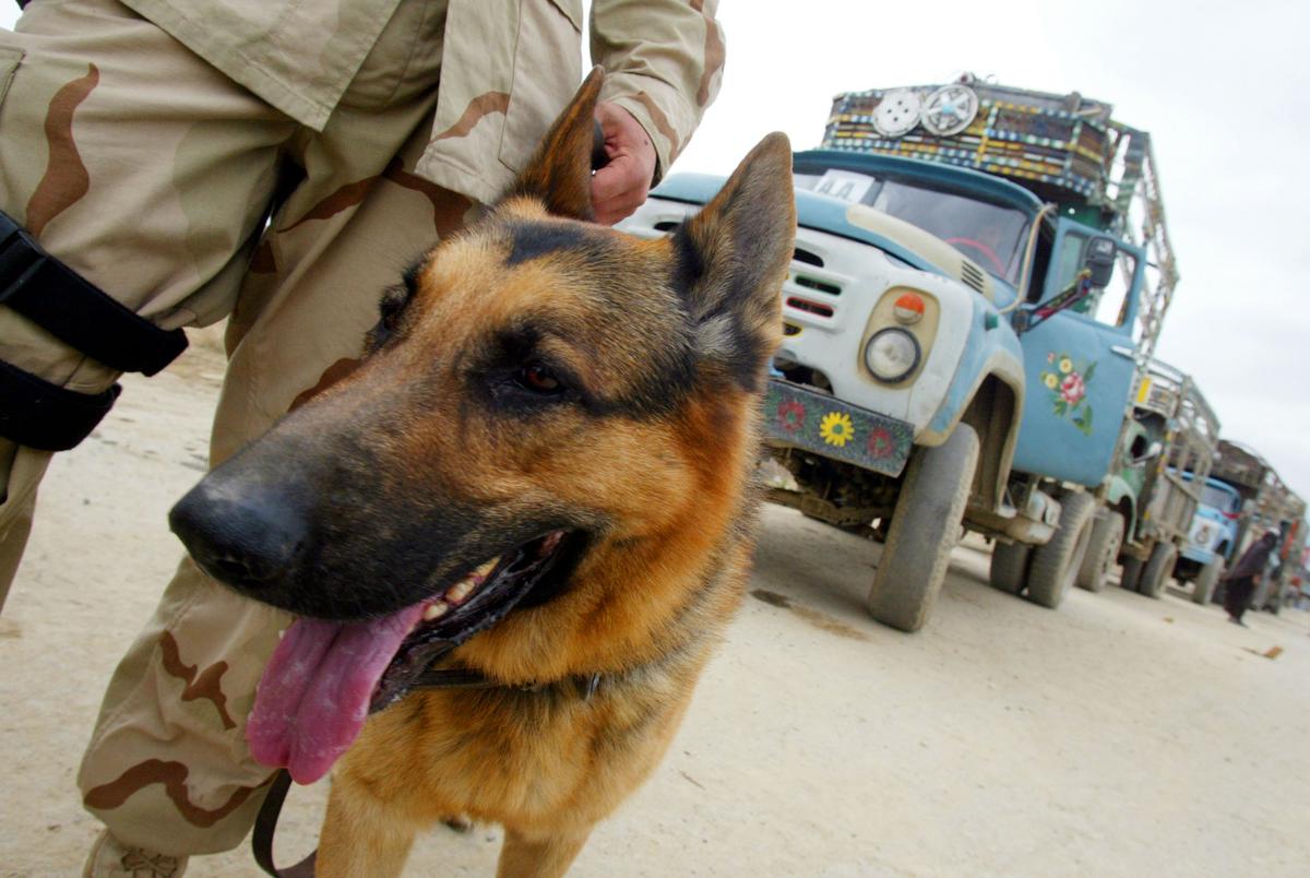 German Shepherd Saves UK Troops From ISIS Ambush in Northern Iraq