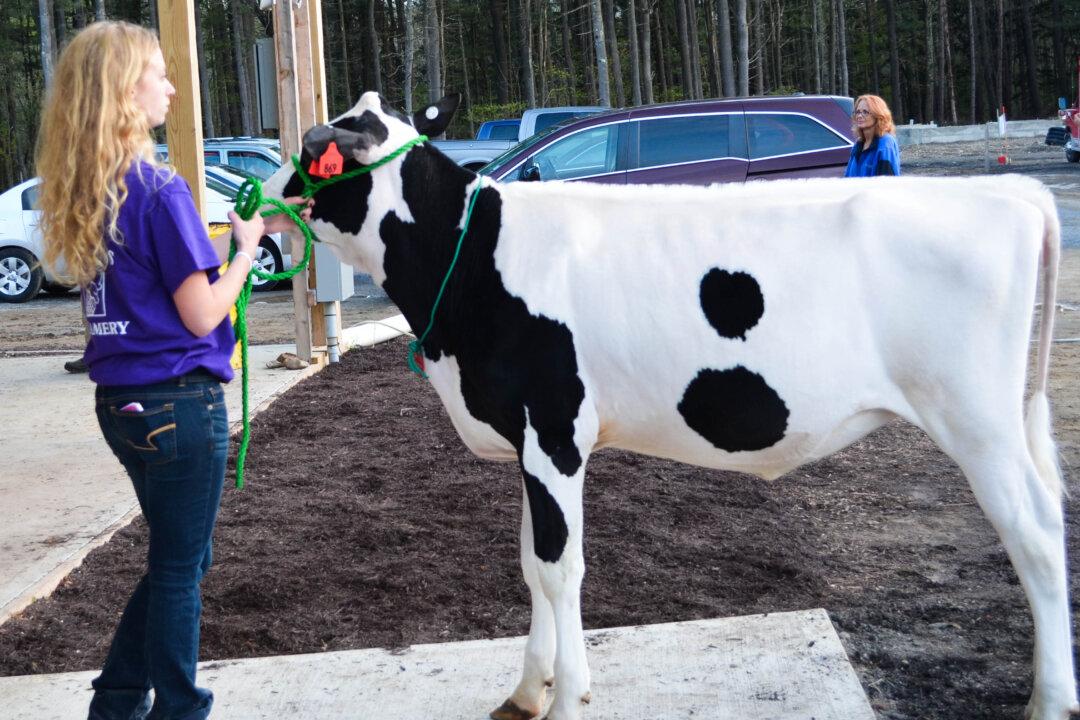 Calf Sale Benefits Cornell Extension 4-H Diary Program