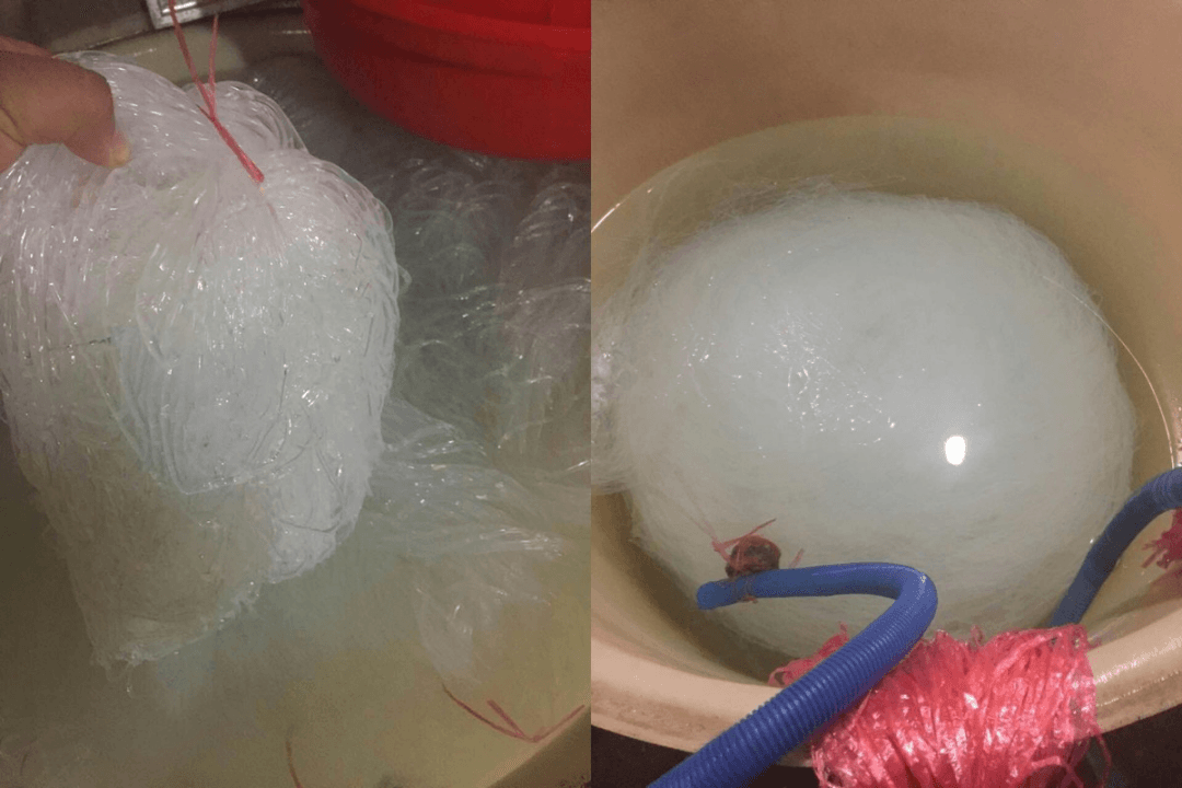 A Chinese Jellyfish Delicacy and Its Poisonous Fake Substitute