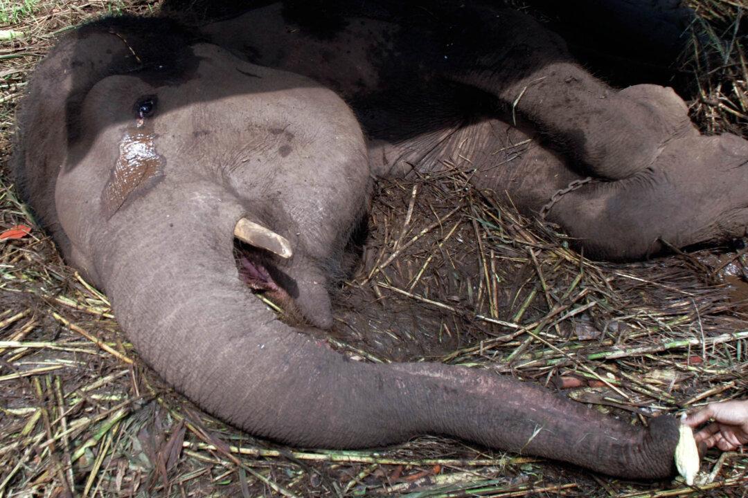 Yani the Elephant Cries Before Passing Away in Indonesia’s ‘Death Zoo’