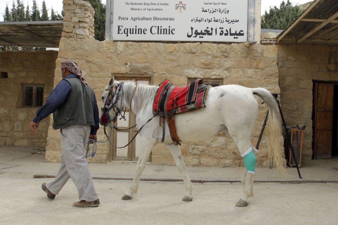 Jordan Boosts Animal Welfare at Famed Petra Tourist Site