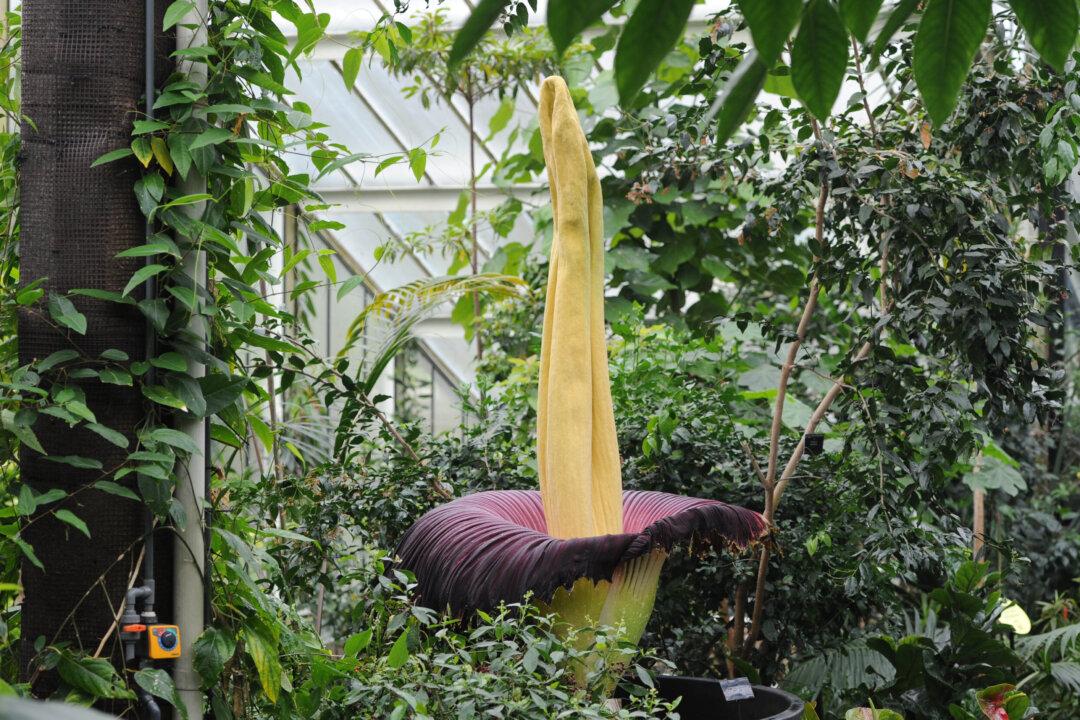 Fifth of World’s Plants Under Threat, Warns Kew Gardens