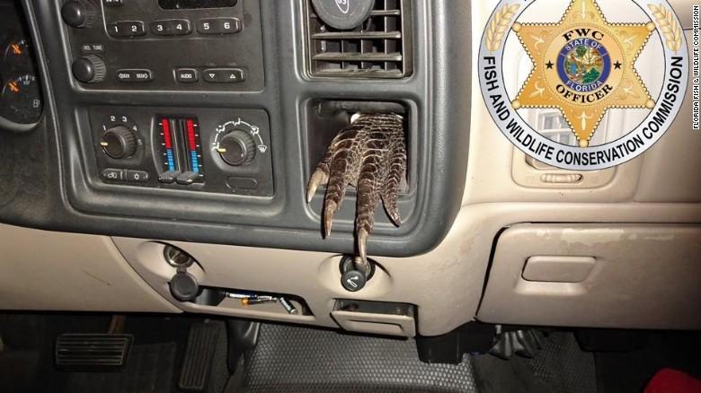 Florida Cops Find Illegal Alligator Parts, Foot in Man’s Truck