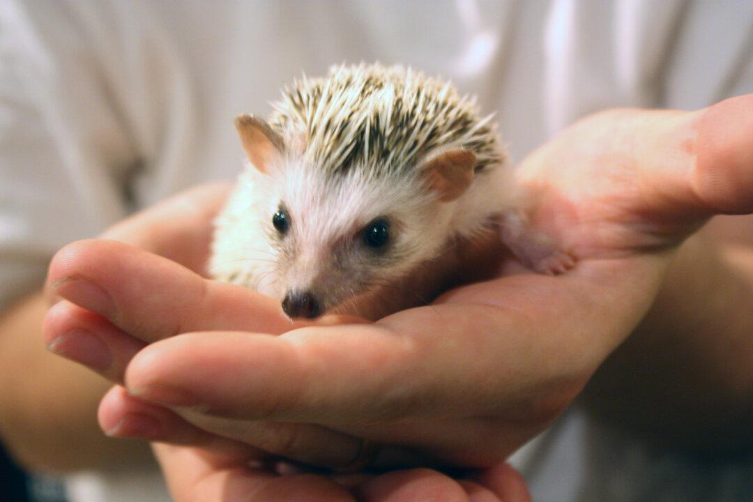 Tokyo’s Latest Animal Café Trend: Hedgehogs
