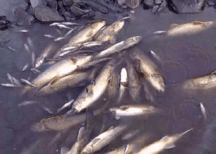 Tibetans Protest Rivers Polluted by Chinese Mines—Using Dead Fish