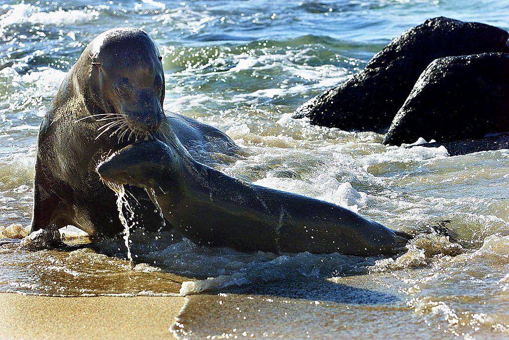 Man Poses for Picture, Has Dangerously Close Encounter With a Sea Lion