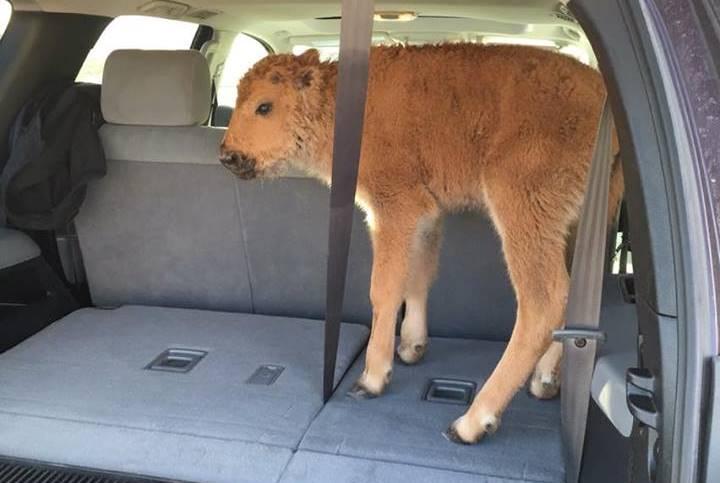 Yellowstone Park Service That Put Down Baby Bison: We Are Not ‘Lazy, Uncaring, or Inexpert’
