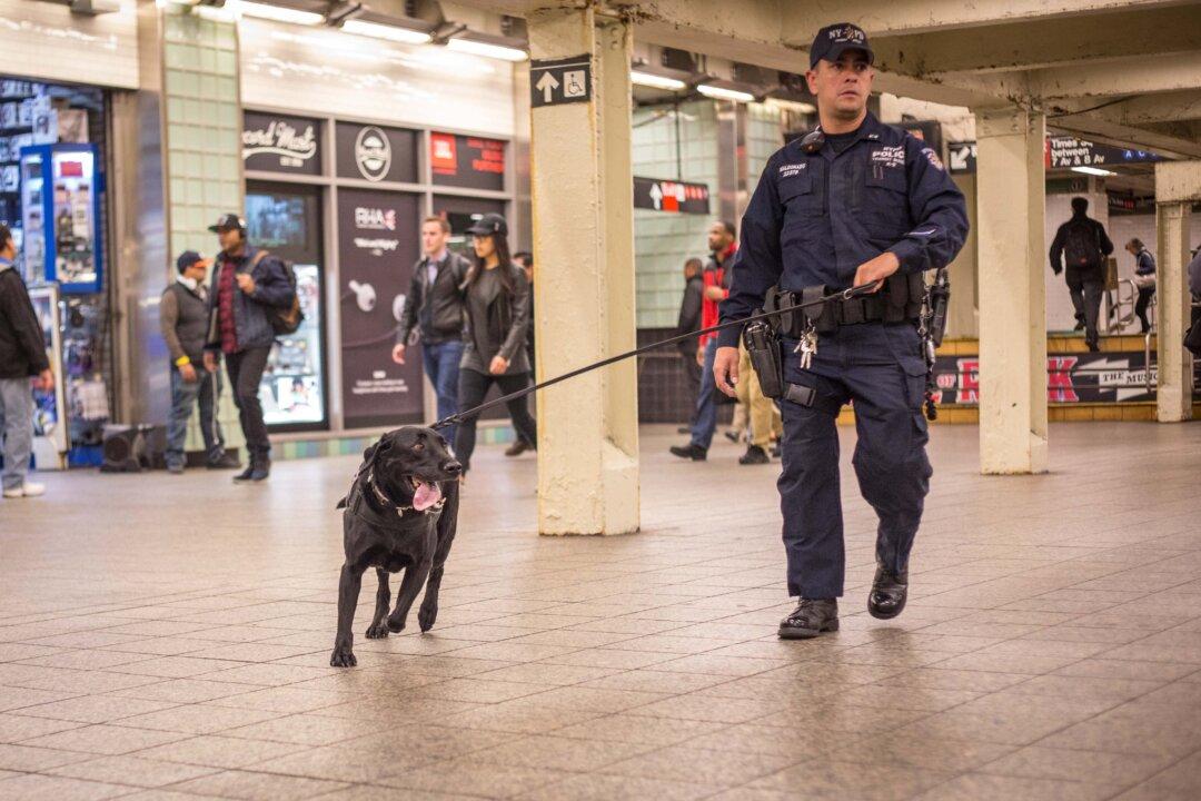 New York City Business Hires K-9 Units Amid Rise in Shoplifting Thefts