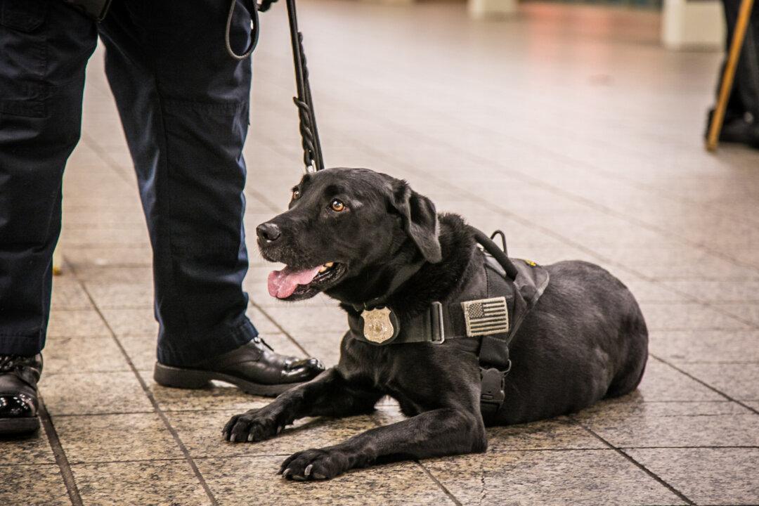 Police Dog Dies in Hot Car in Western Arkansas