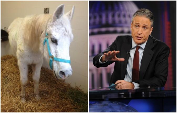 Jon Stewart, Ex-Host of ‘Daily Show’ Adopts Horse Shot by More Than 100 Paintballs