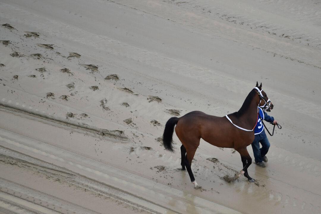 Two Horses Die on Preakness Stakes Day—How Common Are Deaths in Horse Racing?