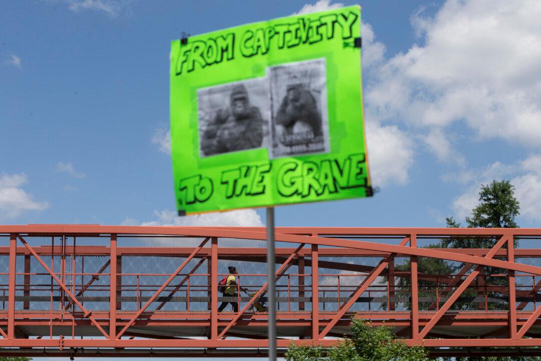 Ohio Prosecutor Says No Charges Will Be Filed Against Mother of Boy Who Fell in Gorilla Enclosure