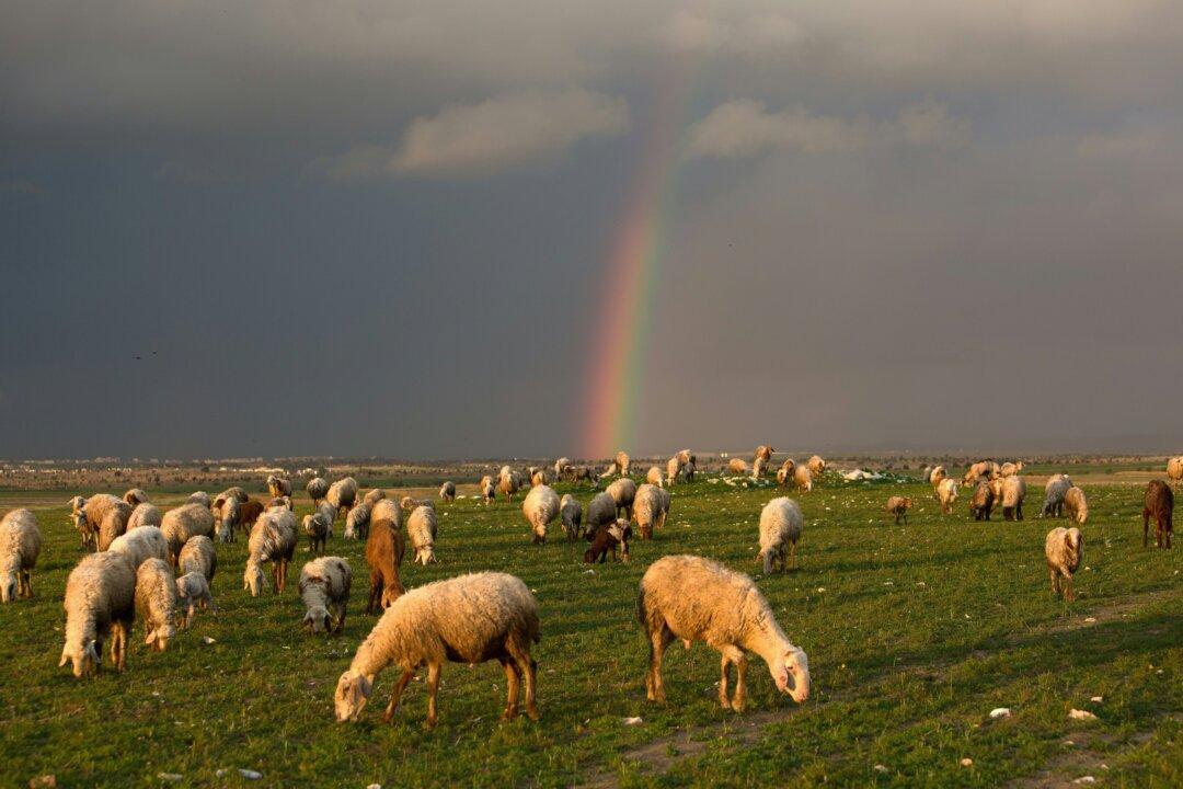 Putting Free Speech Out to Pasture