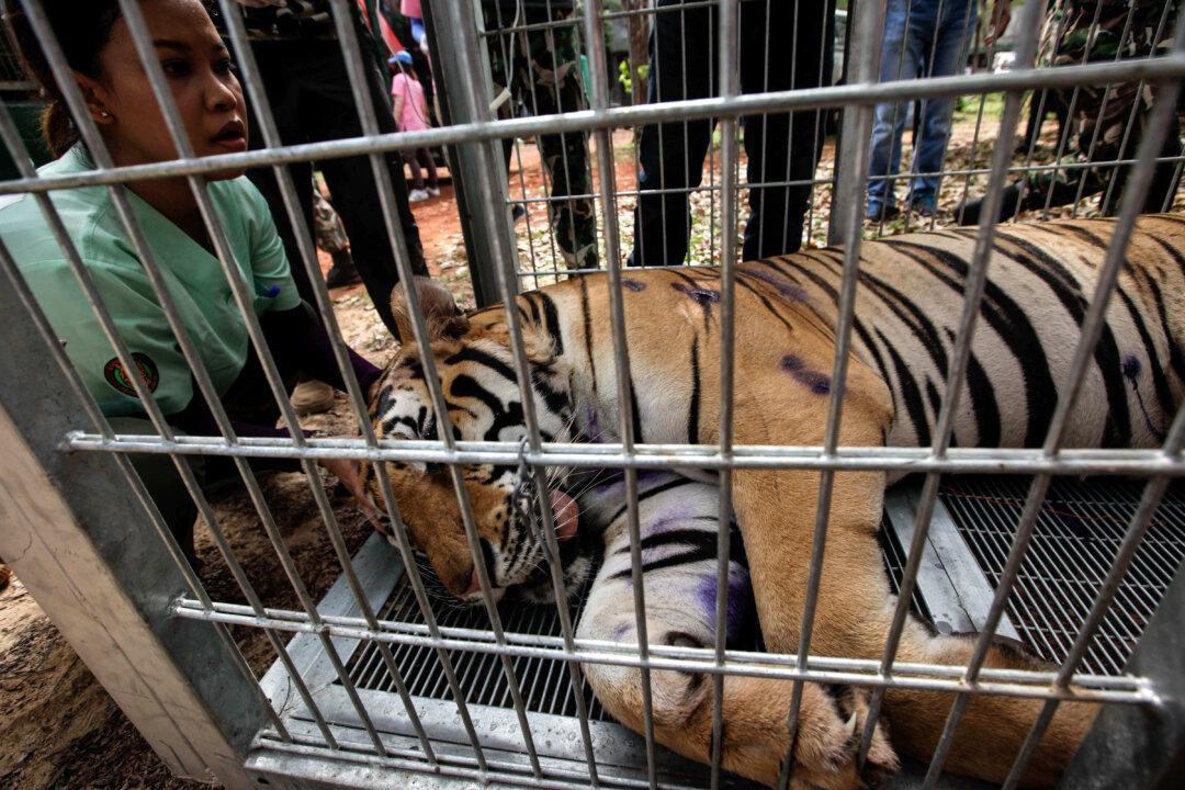 40 Dead Tiger Cubs Found in Freezer at Thailand’s Tiger Temple During Raid (Warning: Graphic Images)